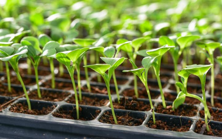 Lettuce seedlings. Photo by Surachet Khamsuk/Shutterstock.