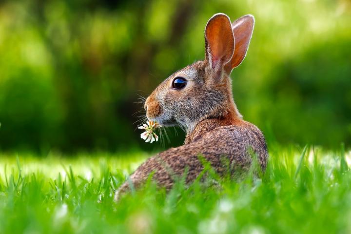 Rabbit with clover flower