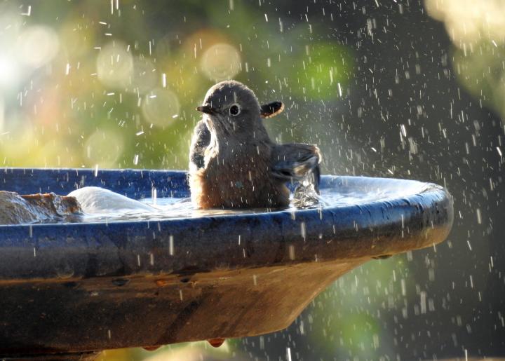 Spring bird bath